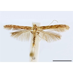 /filer/webapps/moths_gc/media/images/O/oriarcha_Caloptilia_HT_1410752_BMNH.jpg