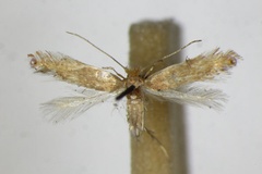 Phyllonorycter delitella