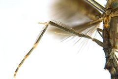 Diphtheroptila oxyloga