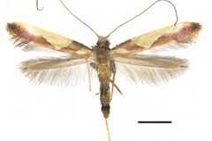 Caloptilia xanthopharella
