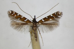 Dialectica imperialella