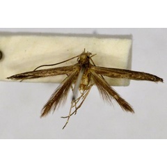 /filer/webapps/moths_gc/media/images/C/chalybacma_Stomphastis_A_BMNH(E)-1055700.jpg