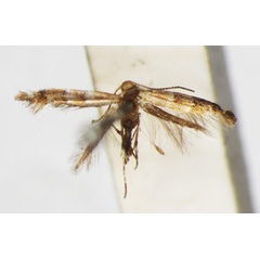 /filer/webapps/moths_gc/media/images/I/iriphanes_Phyllonorycter_ST_1477200_BMNH.jpg