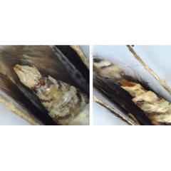 /filer/webapps/moths_gc/media/images/S/sinensis_Conopomorpha_AMF2_Siraj-etal_2026_175.jpg
