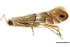 Phyllonorycter caraganella