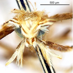 /filer/webapps/moths_gc/media/images/G/glochidia_Diphtheroptila_PT1_head1_ANIC.jpg