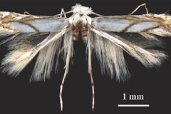 Phyllonorycter leucocorona