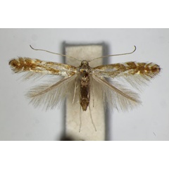 /filer/webapps/moths_gc/media/images/M/myricae_Phyllonorycter_PT_ZSM_4.jpg