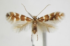 Phyllonorycter emberizaepenella