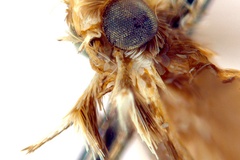 Diphtheroptila virosae