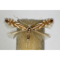 /filer/webapps/moths_gc/media/images/E/esperella_carpinicolella_Phyllonorycter_A_ZSM.jpg