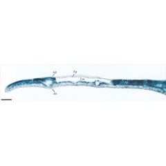 /filer/webapps/moths_gc/media/images/C/chilensis_Leurocephala_mine_last-tissue-feeding_Pereira-et-al_2017.jpg