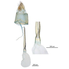 /filer/webapps/moths_gc/media/images/P/pandoxa_Cuphodes_HT_GF_ANIC.jpg
