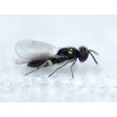 /filer/webapps/moths_gc/media/images/B/berberidella_Phyllonorycter_parasitoid1_Nunes-etal_2026_144.jpg
