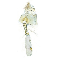 /filer/webapps/moths_gc/media/images/V/virosae_Diphtheroptila_PT6_GF_ANIC.jpg