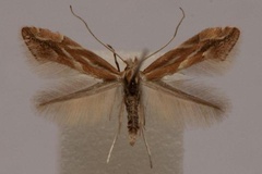 Phyllonorycter viminiella