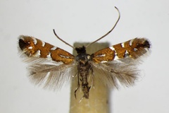 Phyllonorycter lautella