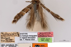 Phyllonorycter enchalcoa
