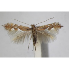 /filer/webapps/moths_gc/media/images/E/endryella_Phyllonorycter_A_ZSM_3.jpg