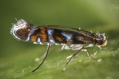 Philodoria auromagnifica