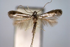 Corythoxestis sunosei