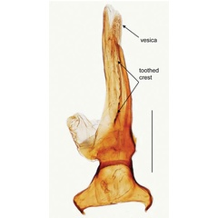 /filer/webapps/moths_gc/media/images/B/baranchikovi_Micrurapteryx_GM_TRB4428_aedeagus_PT_Kirichenko-et-al_2021_142.jpg