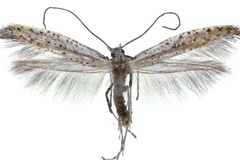 Aspilapteryx anagensis