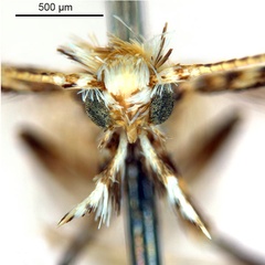 /filer/webapps/moths_gc/media/images/L/labyrinthica_Stomphastis_AF1_head1_DePrins-etal_2025_256-.jpg