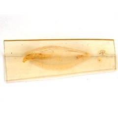 /filer/webapps/moths_gc/media/images/C/crotonella_Diphtheroptila_PT2_pupa_ANIC.jpg