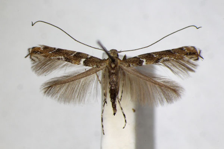 /filer/webapps/moths_gc/media/images/B/brongniardella_Acrocercops_A_ZSM_4.jpg