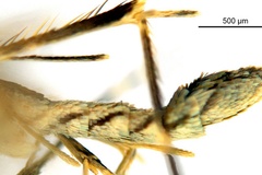 Diphtheroptila nix