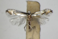 Phyllocnistis canariensis