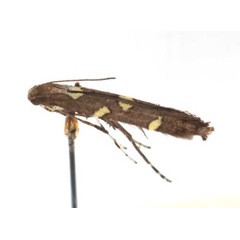 /filer/webapps/moths_gc/media/images/O/octopunctata_Caloptilia_A_RMCA6128.jpg