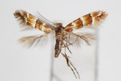 Phyllonorycter zelkovae