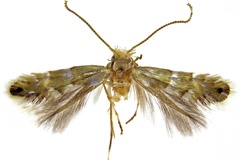 Phyllonorycter koreana