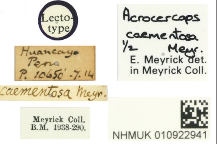 /filer/webapps/moths_gc/media/images/C/caementosa_Acrocercops_STNHMUK010922941_BMNH_labels.jpg