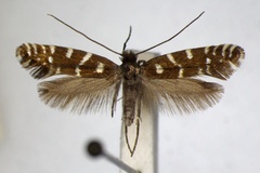 Callisto coffeella