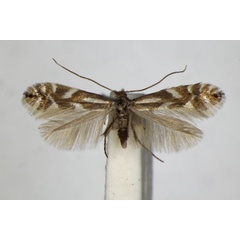 /filer/webapps/moths_gc/media/images/A/alpina_Phyllonorycter_A_ZSM_2.jpg