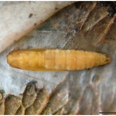 /filer/webapps/moths_gc/media/images/U/universitaria_Vallissiana_pupa_Pereira-et-al_2019_154.jpg