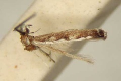 Cryptolectica capnodecta
