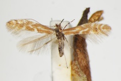 Phyllonorycter staintoniella