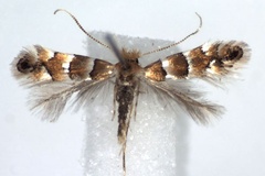Phyllonorycter nicellii