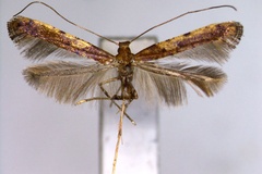 Caloptilia matsumurai