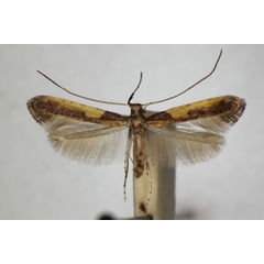 /filer/webapps/moths_gc/media/images/A/azaleella_azaleae_Caloptilia_A_ZSM.jpg