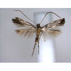 /filer/webapps/moths_gc/media/images/S/syringae_Metriochroa_PT_EIHU.jpg