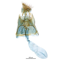 /filer/webapps/moths_gc/media/images/D/desmodiella_Liocrobyla_GF12_ANIC.jpg