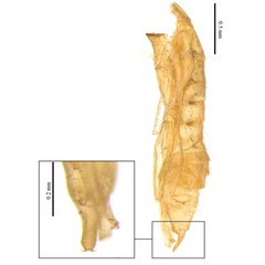 /filer/webapps/moths_gc/media/images/S/stenopterae_Phyllonorycter_pupa_Lu-etal_2025_460.jpg