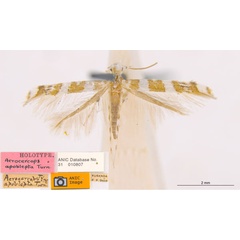 /filer/webapps/moths_gc/media/images/A/apoblepta_Acrocercops_ST_ANIC.jpg