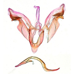 /filer/webapps/moths_gc/media/images/K/kuranda_Liocrobyla_PT4_GM_ANIC.jpg