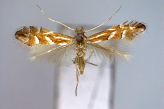 Phyllonorycter turugisana